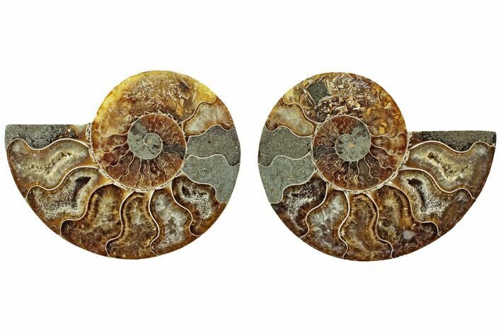 Cut & Polished, Agatized Ammonite Fossil - Madagascar #229858
